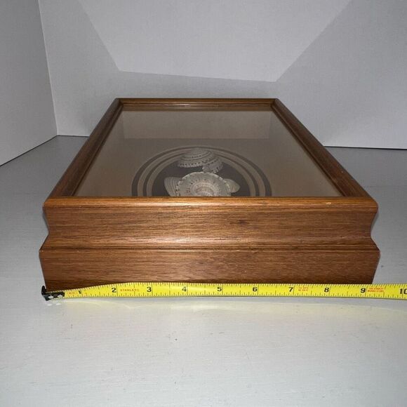 Vintage Sea Shell Framed in Oak Shadow Box Matted Glass Front Nautical Beach - Picture 5 of 8